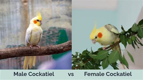 difference between male and female cockatiel|lutino cockatiel male or female.